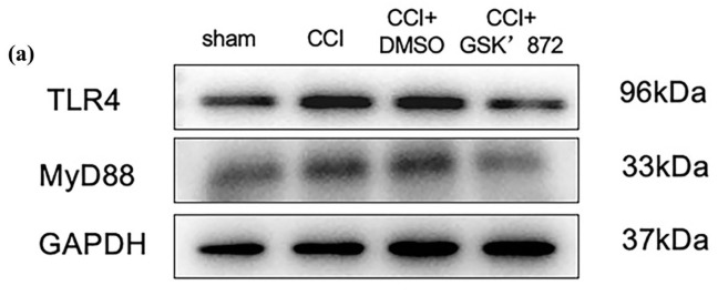 TLR4 Antibody - Figure 4.