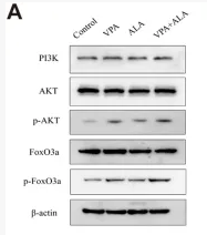 Phospho-FOXO3A (Ser253) Antibody - FIGURE 12 VPA and ALA stimulate the PI3K/AKT/FoxO3a signaling pathway in the spinal cord of hSOD1G93A mice.