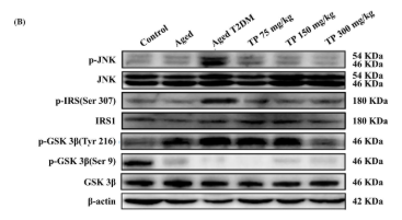 Phospho-JNK1/2/3 (Thr183+Tyr185) Antibody - FIGURE 3 TP ameliorates the structure of MAM and reduced apoptosis of hippocampal neurons in the aged T2DM rat model (  ± SD).