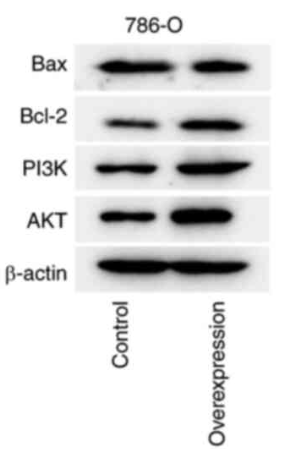 pan-AKT1/2/3 Antibody - Figure 7.