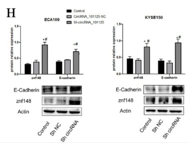 E-cadherin Antibody - FIGURE 2.