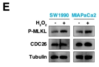 Phospho-MLKL (Ser358) Antibody - Fig.