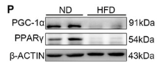 PPAR gamma Antibody - Figure 4 Mitochondrial dysfunction contributes to weakened uterine contractions.