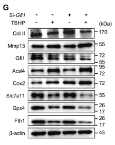 xCT Antibody - Fig.