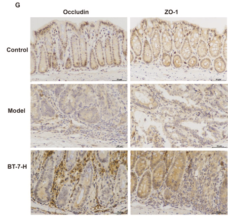 ZO 1 Antibody - Fig.