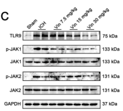 Phospho-JAK1 (Tyr1022)[Tyr1034] Antibody - FIGURE 8 Expression of the CXCR2-JAK–STAT signaling pathway around the haematoma after ICH, and the effects of Vinorine on the JAK–STAT signaling pathway around the haematoma, brain tissue apoptosis, and blood–brain barrier function.