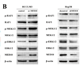 Phospho-ERK1/2 (Thr202/Tyr204) Antibody - Fig.