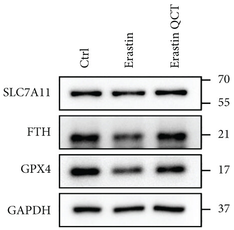 FTH1 Antibody - Figures 2.