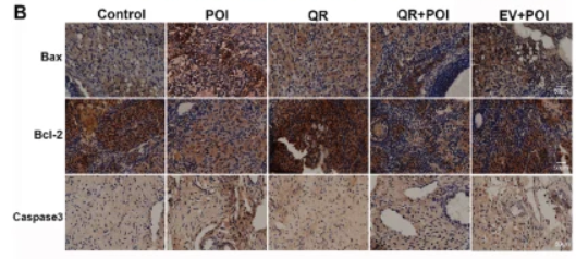 Caspase 3 Antibody - Fig.
