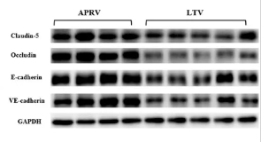 Occludin Antibody - FIGURE 5 Protein expression level of biomarkers in the lung.