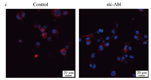 Ki67 Antibody - Fig.