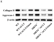Collagen II Antibody - Fig.