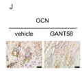 Osteocalcin Antibody - Figure 3.