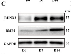 BMP2 Antibody - Fig.