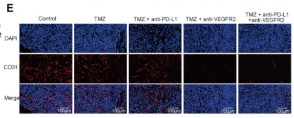 CD31 Antibody - Fig.