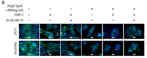 Occludin Antibody - Fig.