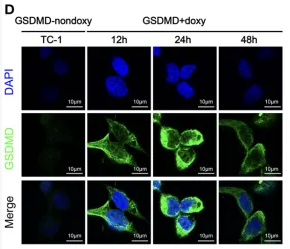 GSDMD Antibody - Figure 1 Inducible expression of genetically modified GSDMD-NT causes pyroptosis in TC-1/4T1/CT26 tumor cells.