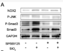 Phospho-JNK1/2/3 (Thr183+Tyr185) Antibody - Figure 6.