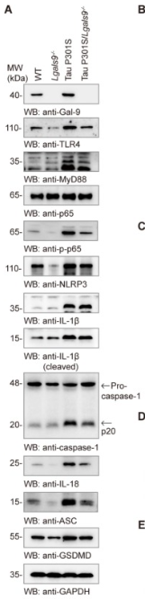 Cleaved-IL-1 beta (Asp116) Antibody - Fig.