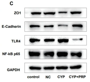 ZO 1 Antibody - Fig.