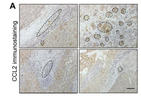 MCP1 Antibody - Fig.