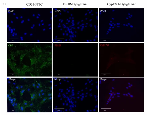 FSHR Antibody - Fig.