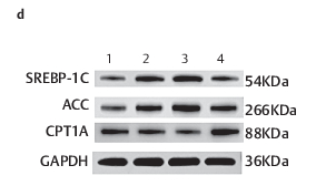 ACC1 Antibody - Fig.