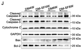 Bcl-2 Antibody - Figure 1.