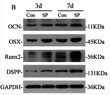 Osteocalcin Antibody - Fig.