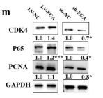 CDK4 Antibody - Fig.