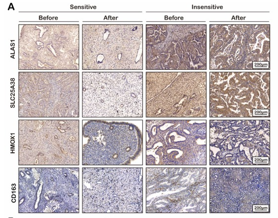 Alas1 Antibody - Fig.