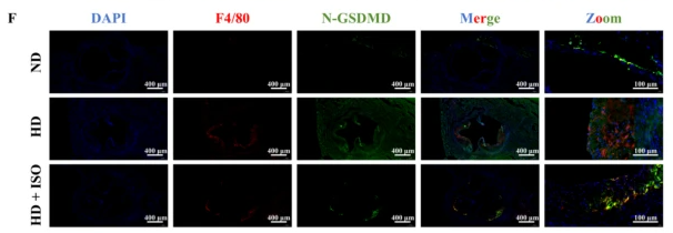 GSDMD N-Terminal Antibody(Mouse specific) - Fig.