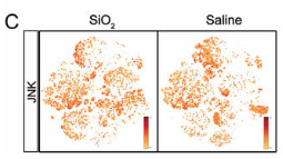JNK1/2/3 Antibody - Figure 2.