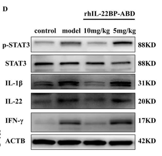 IL22 Antibody - Fig.