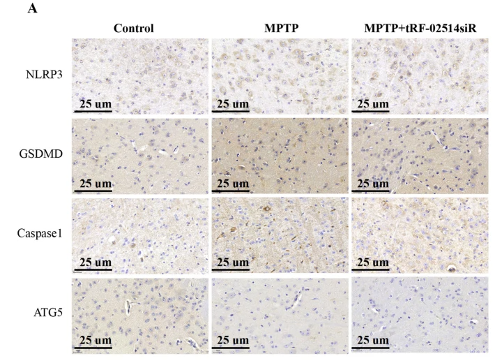 Cleaved-Caspase 1 (Ala317), p10 Antibody - Fig.