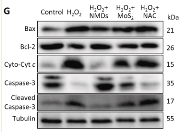Bcl-2 Antibody - Fig.
