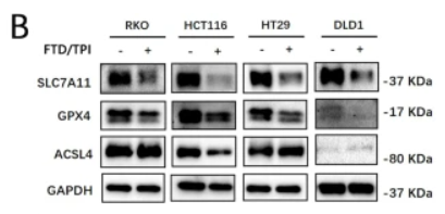 xCT Antibody - Fig.