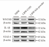 STAT4 Antibody - Figure 7.