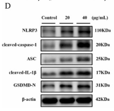 Caspase 1 Antibody - Fig.
