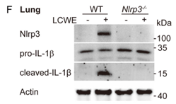 Cleaved-IL-1 beta (Asp116) Antibody - Fig.