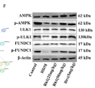 AMPK alpha Antibody - FIGURE 3 Ginsenoside Rh1 activates the AMPK/ULK1/FUNDC1 pathway to enhance mitochondrial autophagy in AR mice.