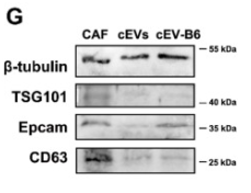 CD63 Antibody - Fig.