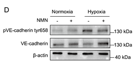 Phospho-VE-Cadherin (Tyr658) Antibody - Figure 2.