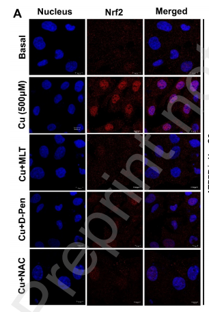 Nrf2 Antibody - Figure 5.