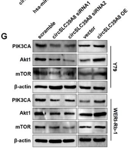 beta Actin Antibody - Figure 4 CircSLC39A8 binds directly to PIK3CA mRNA and enhances its stability.