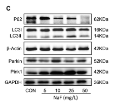 beta Actin Antibody - Figure 4.