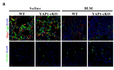 AQP5 Antibody - Fig.