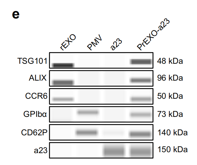 CD42b Antibody - Fig.