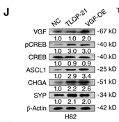 Phospho-CREB (Ser133) Antibody - Figure 3.