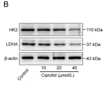Hexokinase II Antibody - Fig.